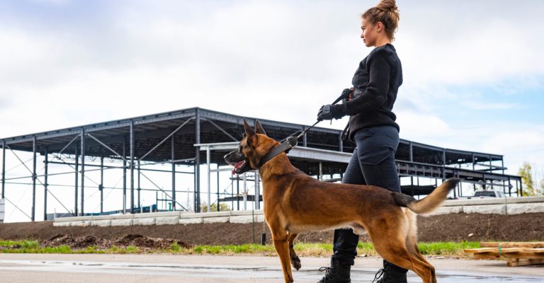 A female K-9 security professional with a Belgian Malinois outside a building under construction.